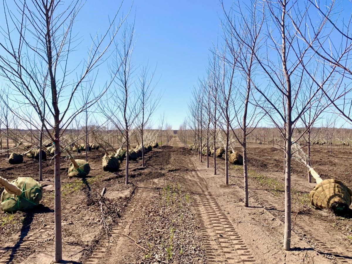 Ulmus japonica x pumila New Horizon Elm 