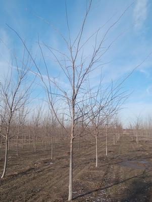 Ulmus japonica x wilsoniana 'Morton' Accolade® Elm 