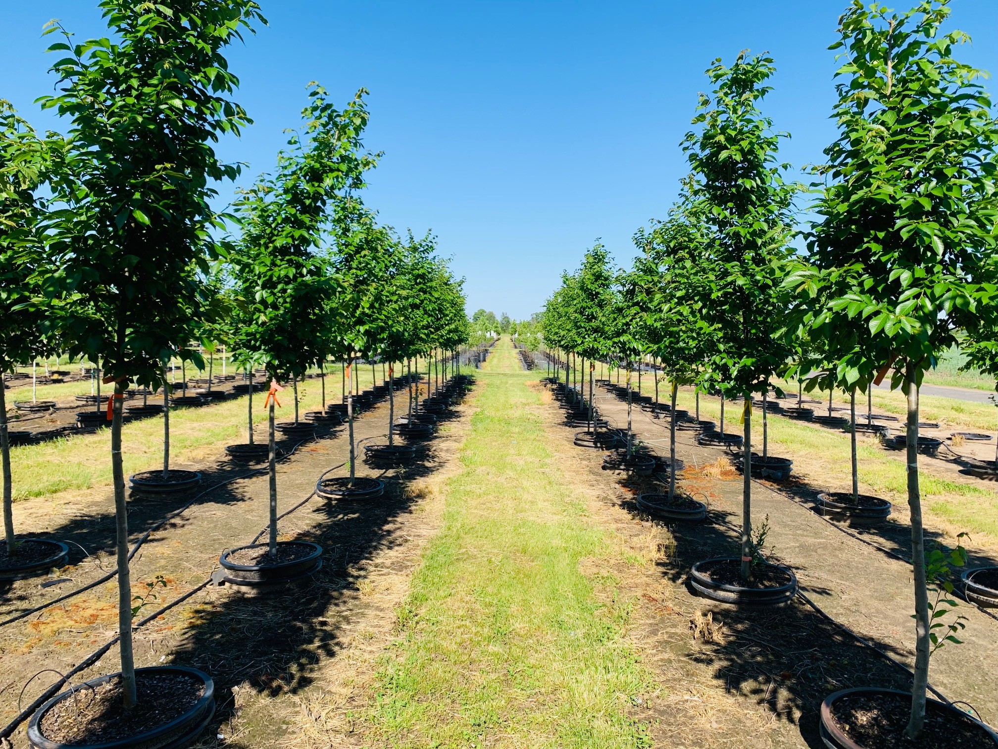 Ulmus 'Morton Glossy' Triumph™ Elm 