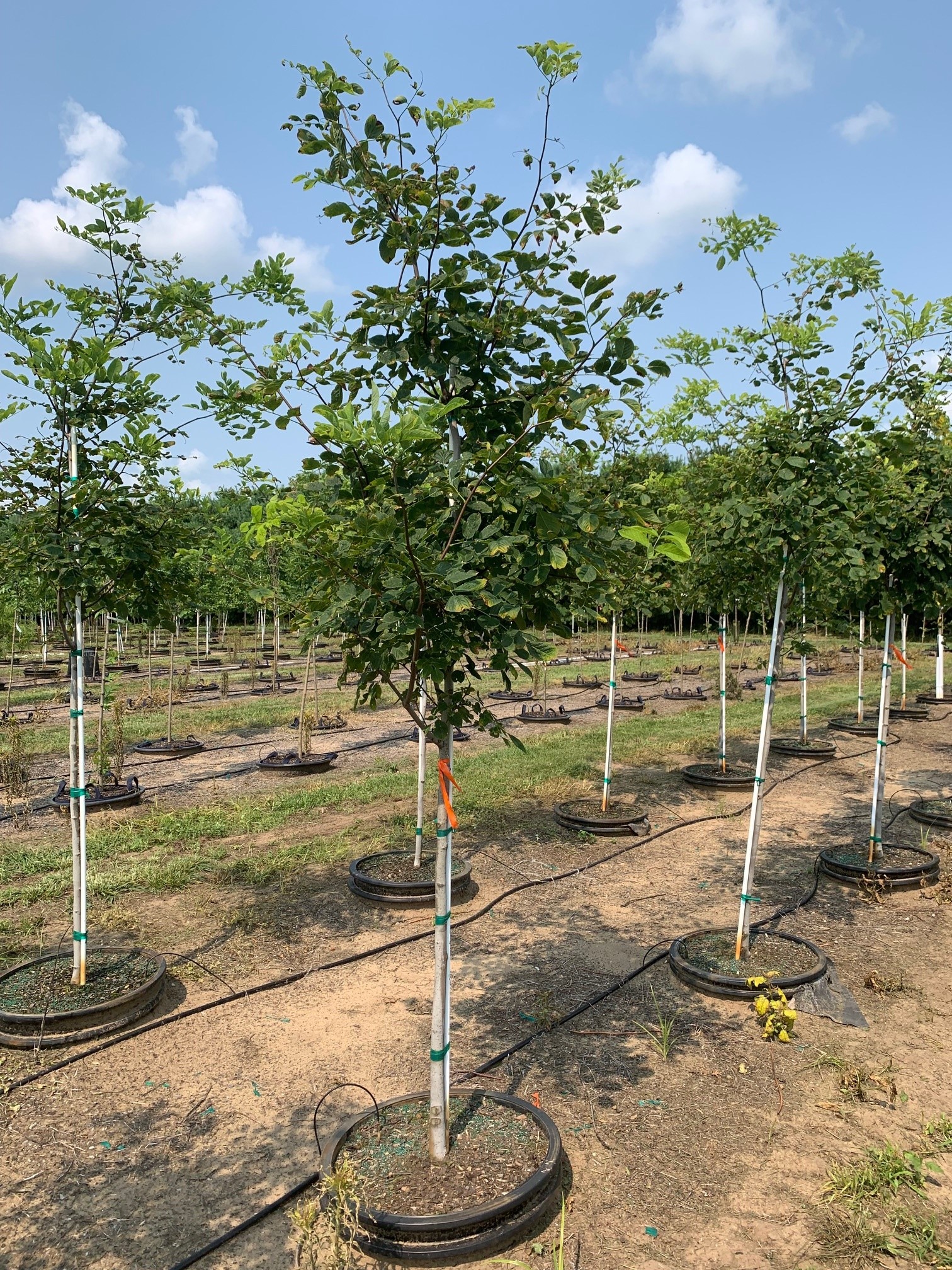 Cladrastis lutea Yellowwood 