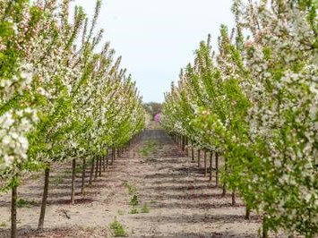 Malus 'Sutyzam' Sugar Tyme™ Crabapple 