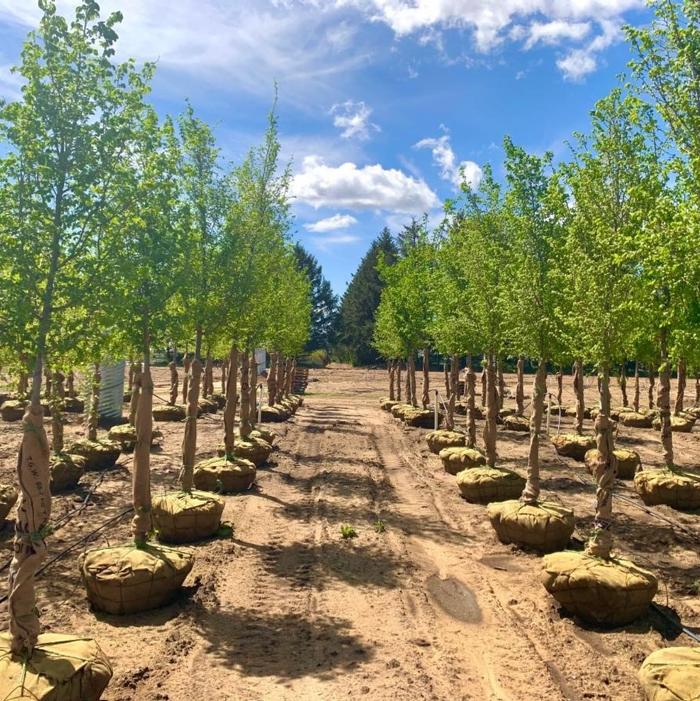 Ulmus carpinifolia v. parvifolia Frontier Elm 