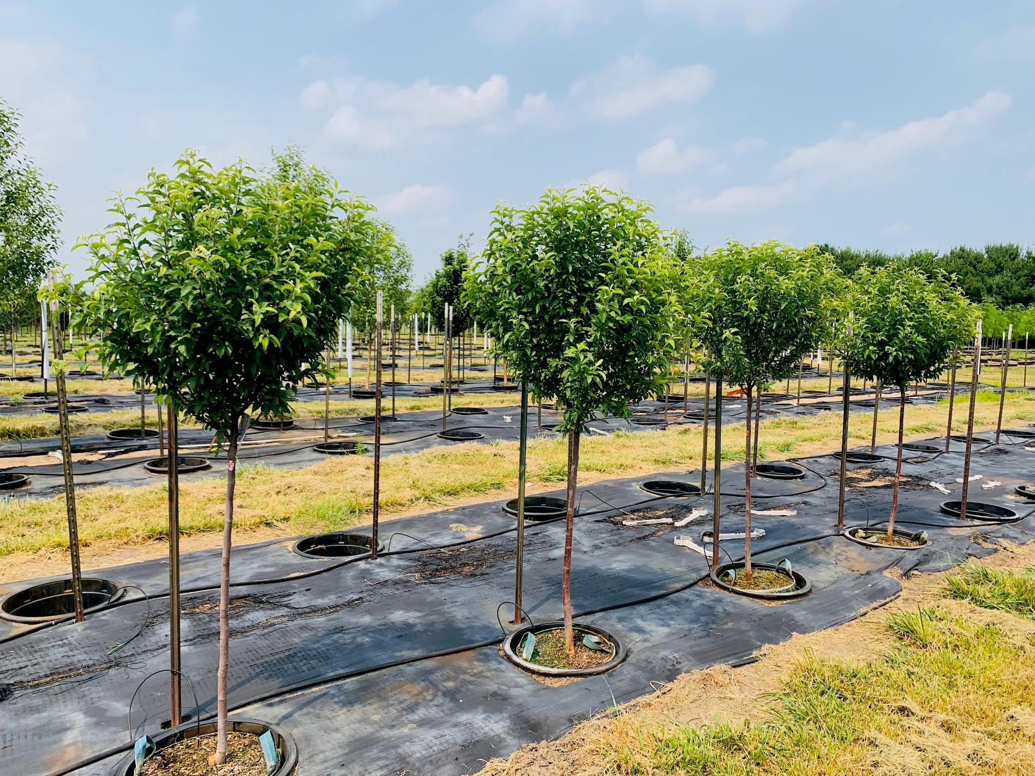 Malus 'Lollizam' Lollipop® Crabapple 