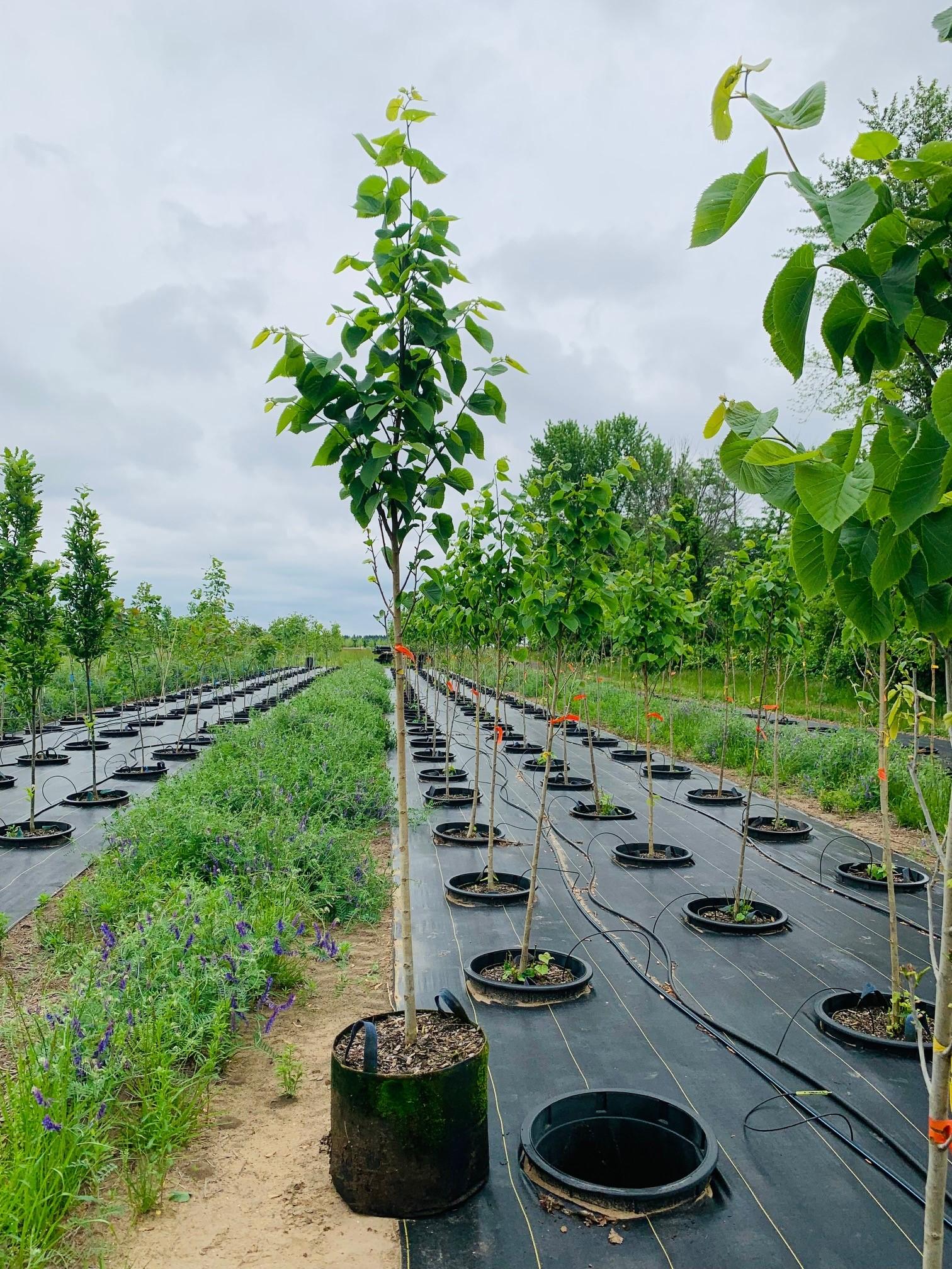 Tilia americana 'McKSentry' American Sentry® Linden 