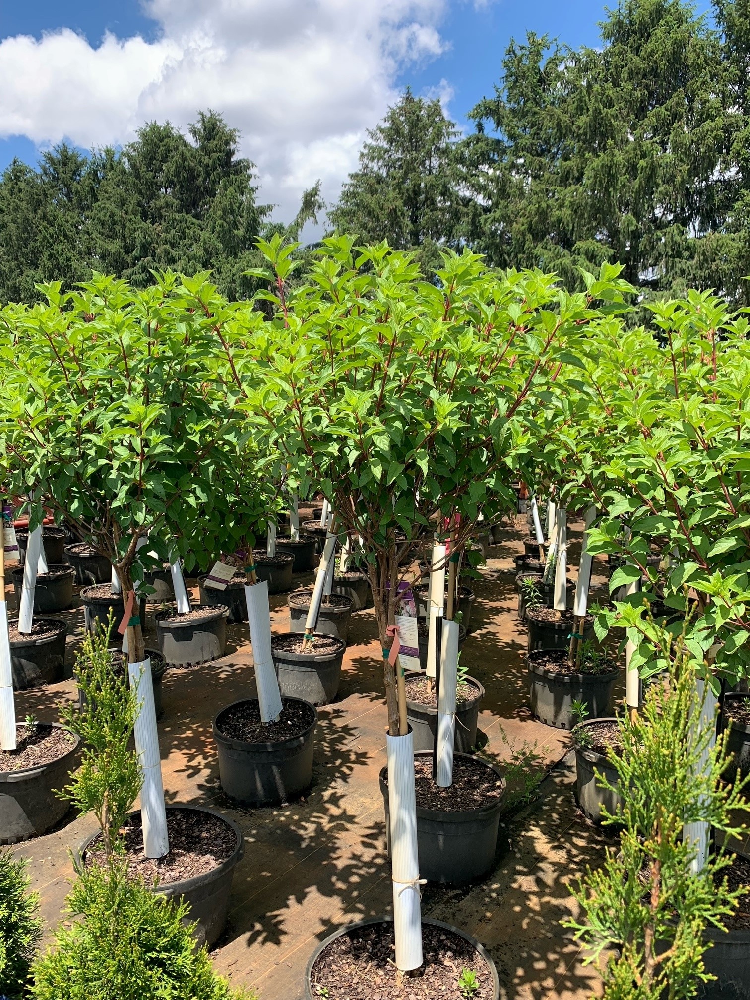 Hydrangea paniculata 'Renhy' Vanilla Strawberry™ First Editions® 