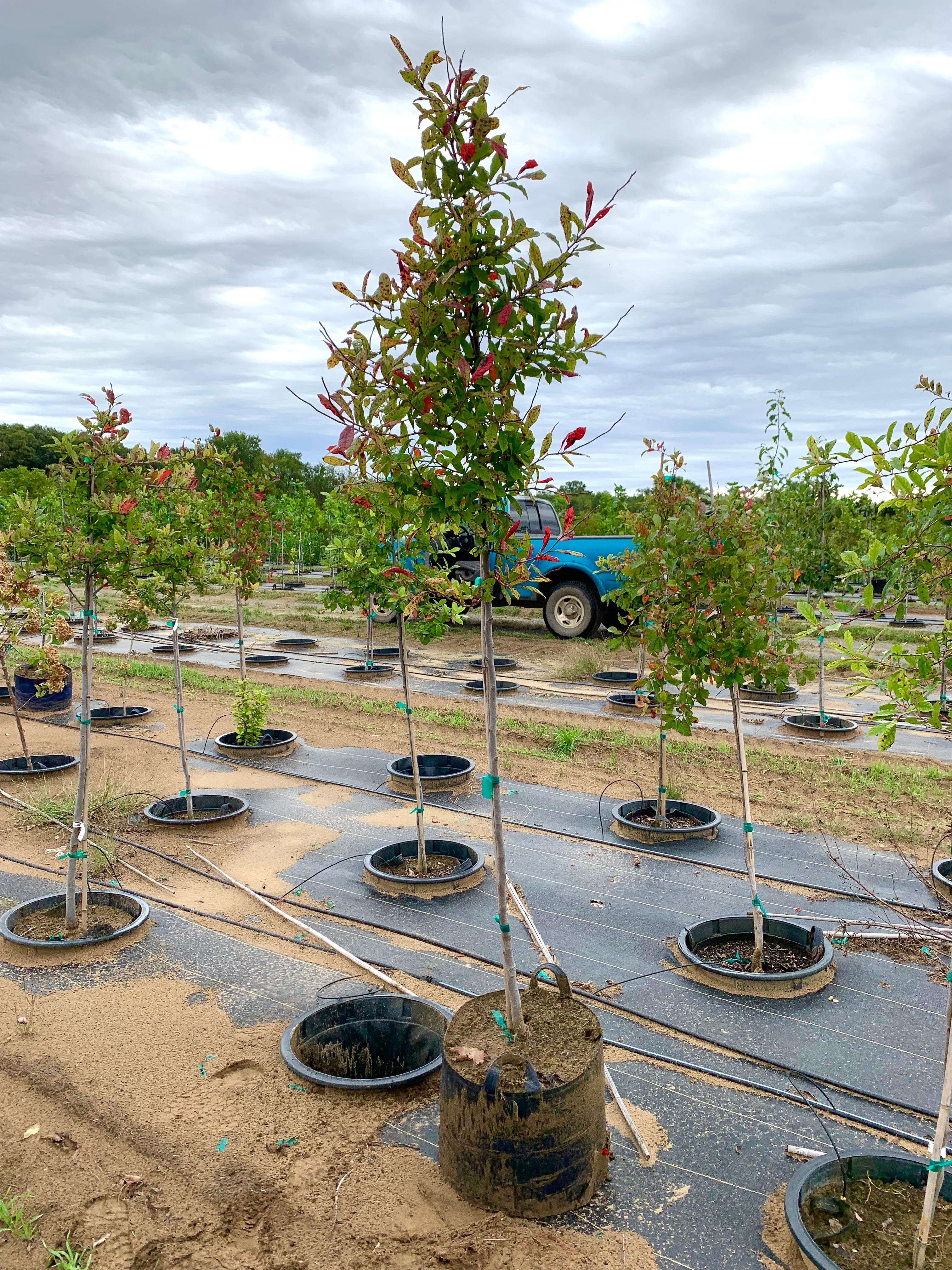 Nyssa sylvatica Black Tupelo (Blackgum) 