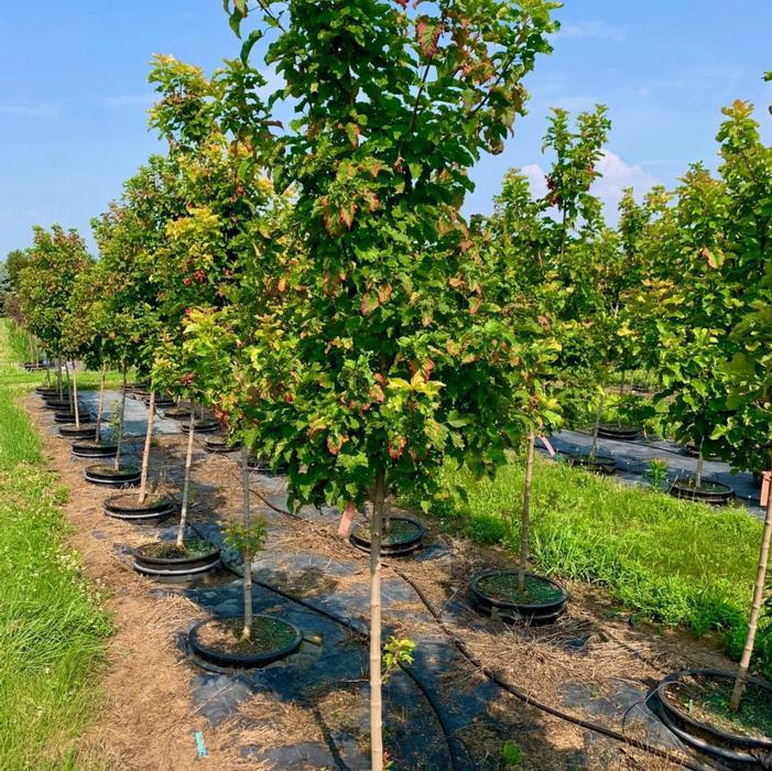 Acer tataricum 'Gar Ann' Hot Wings® Tatarian Maple 