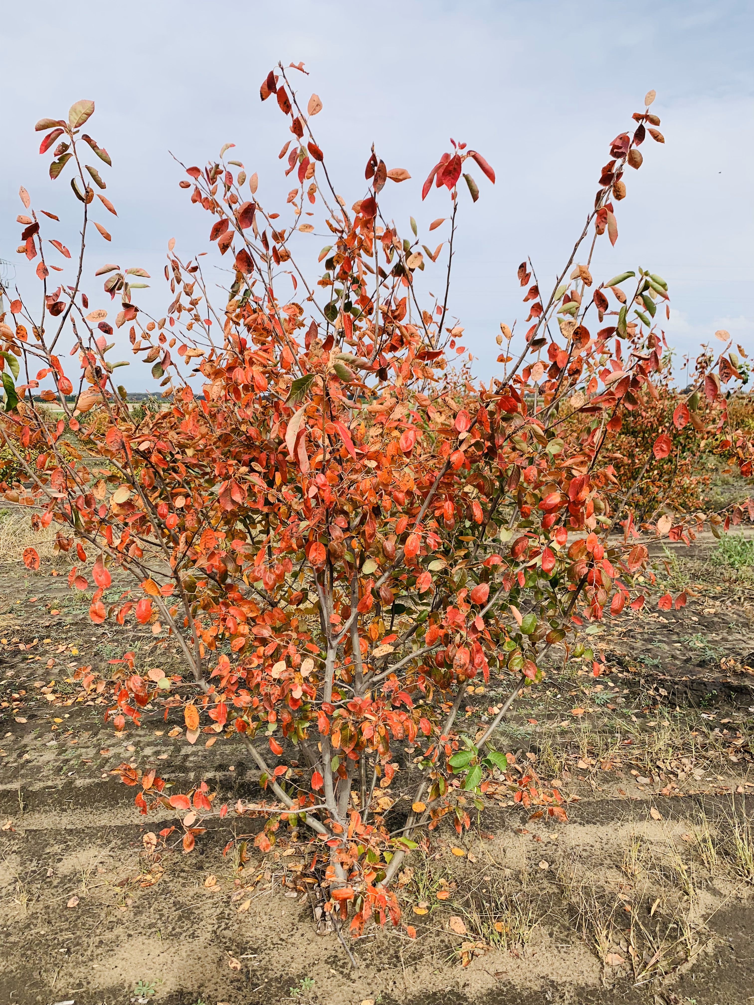 Amelanchier canadensis Shadblow Serviceberry 