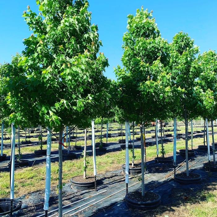 Acer rubrum 'Frank Jr.' <br> Redpointe® Red Maple JFS 