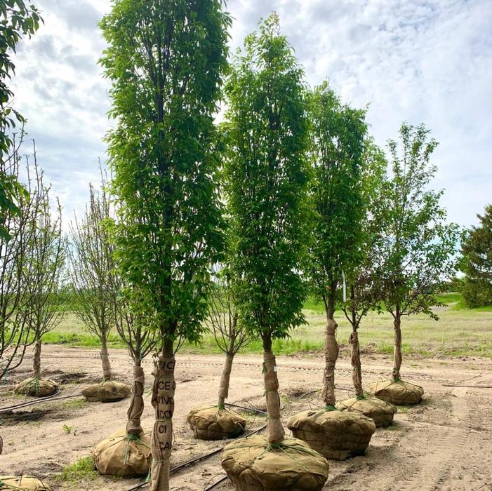 Zelkova serrata 'Musashino' 