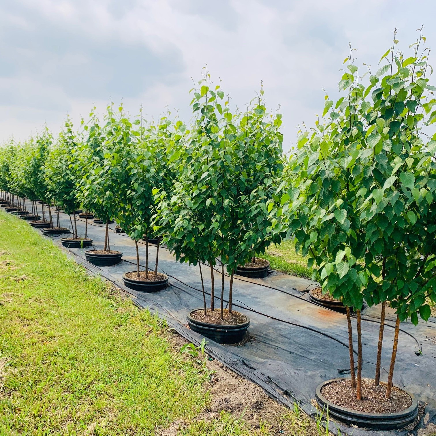 Betula papyrifera 'Oenci' Renaissance Oasis® Paper Birch 