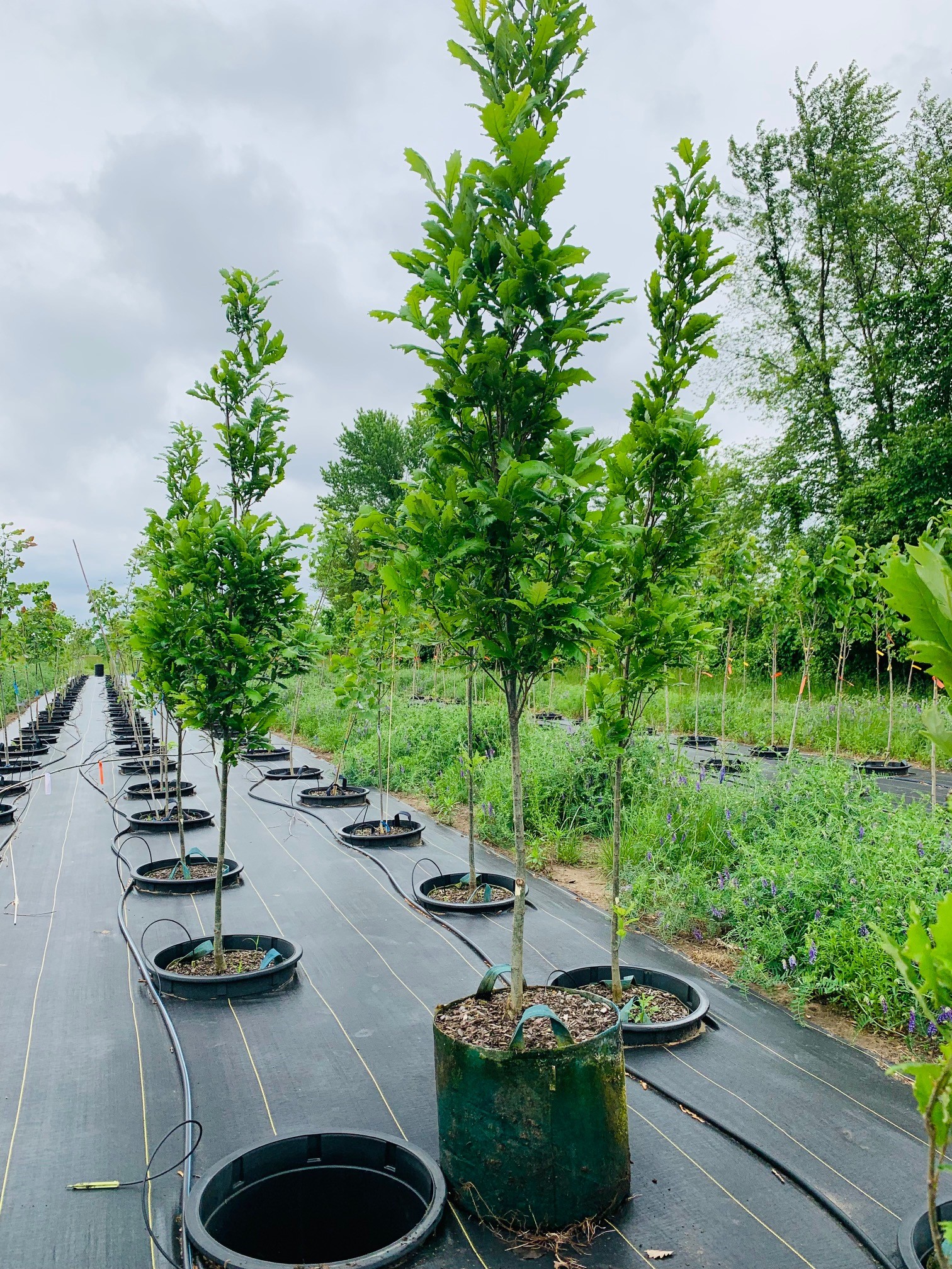 Quercus robur x bicolor 'Nadler' Kindred Spirit® Oak 