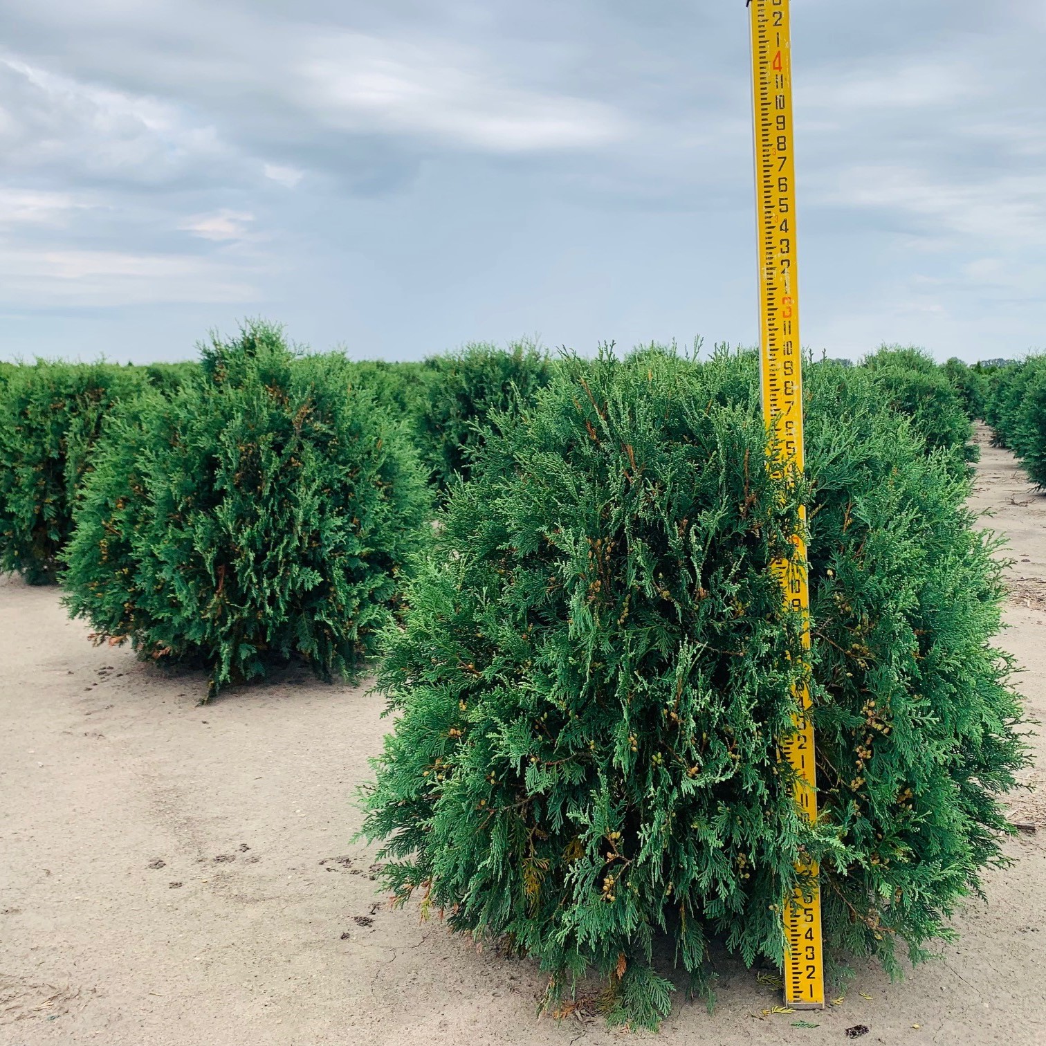 Thuja occidentalis 'Bailjohn' Technito® Arborvitae First Editions® 