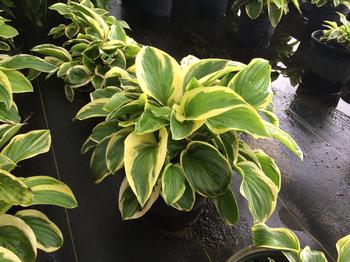 Photo for the royal wedding hosta