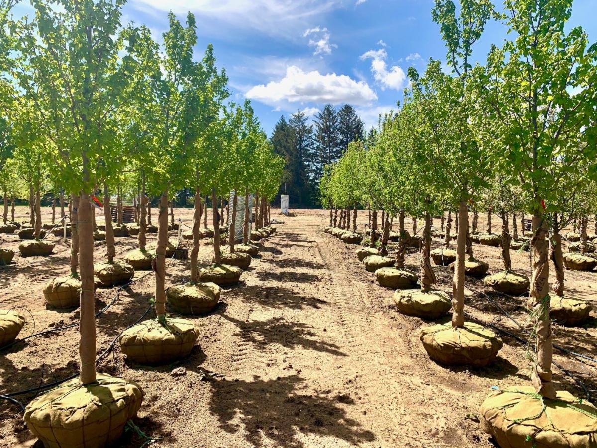 Acer rubrum Brandywine Red Maple 