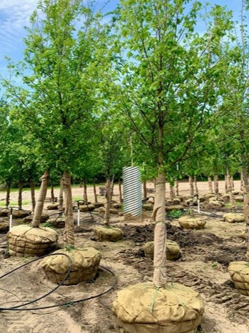 Quercus macdanielii 'Clemons' Heritage® Oak 