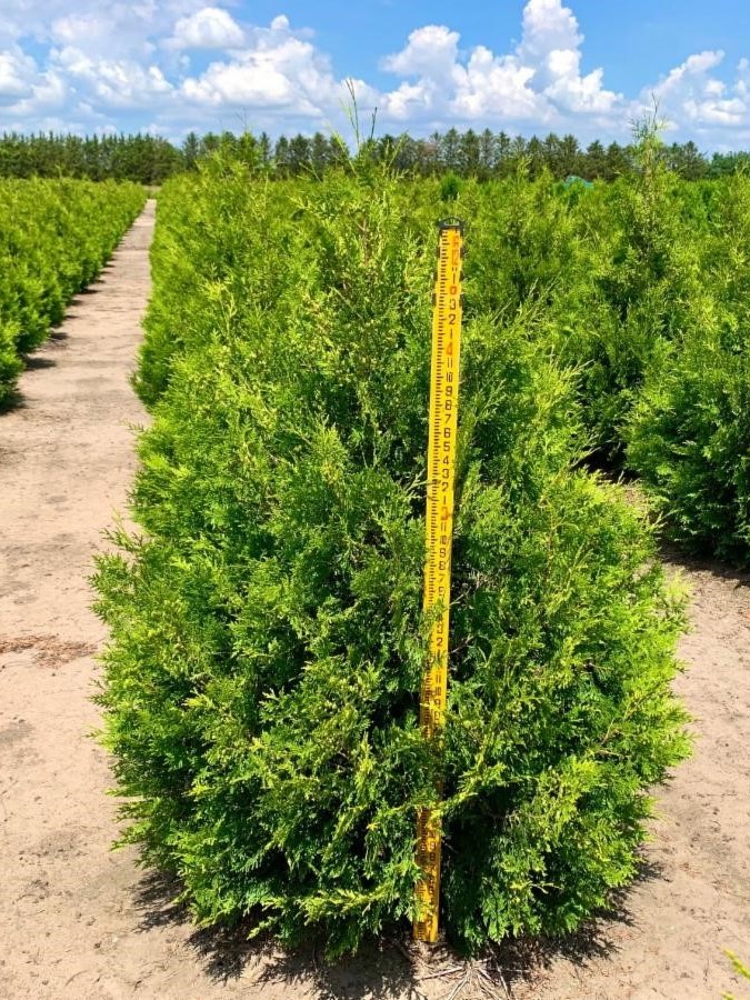 Thuja occidentalis Brabant Arborvitae 