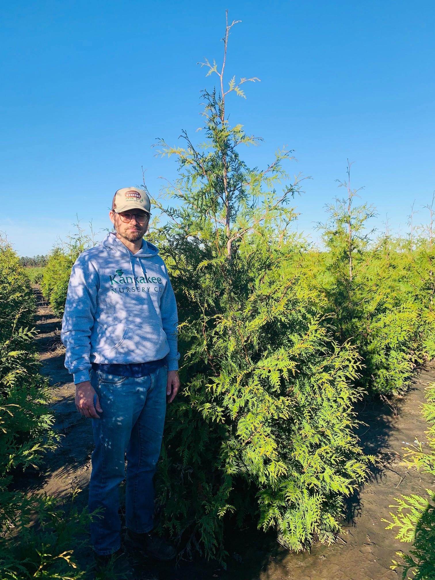 Thuja standishii x plicata Green Giant Arborvitae 