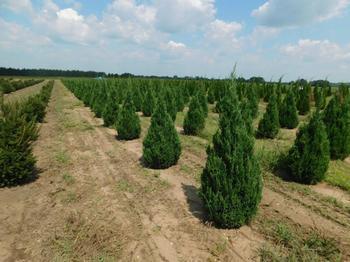 Juniperus chinensis Blue Point Juniper 