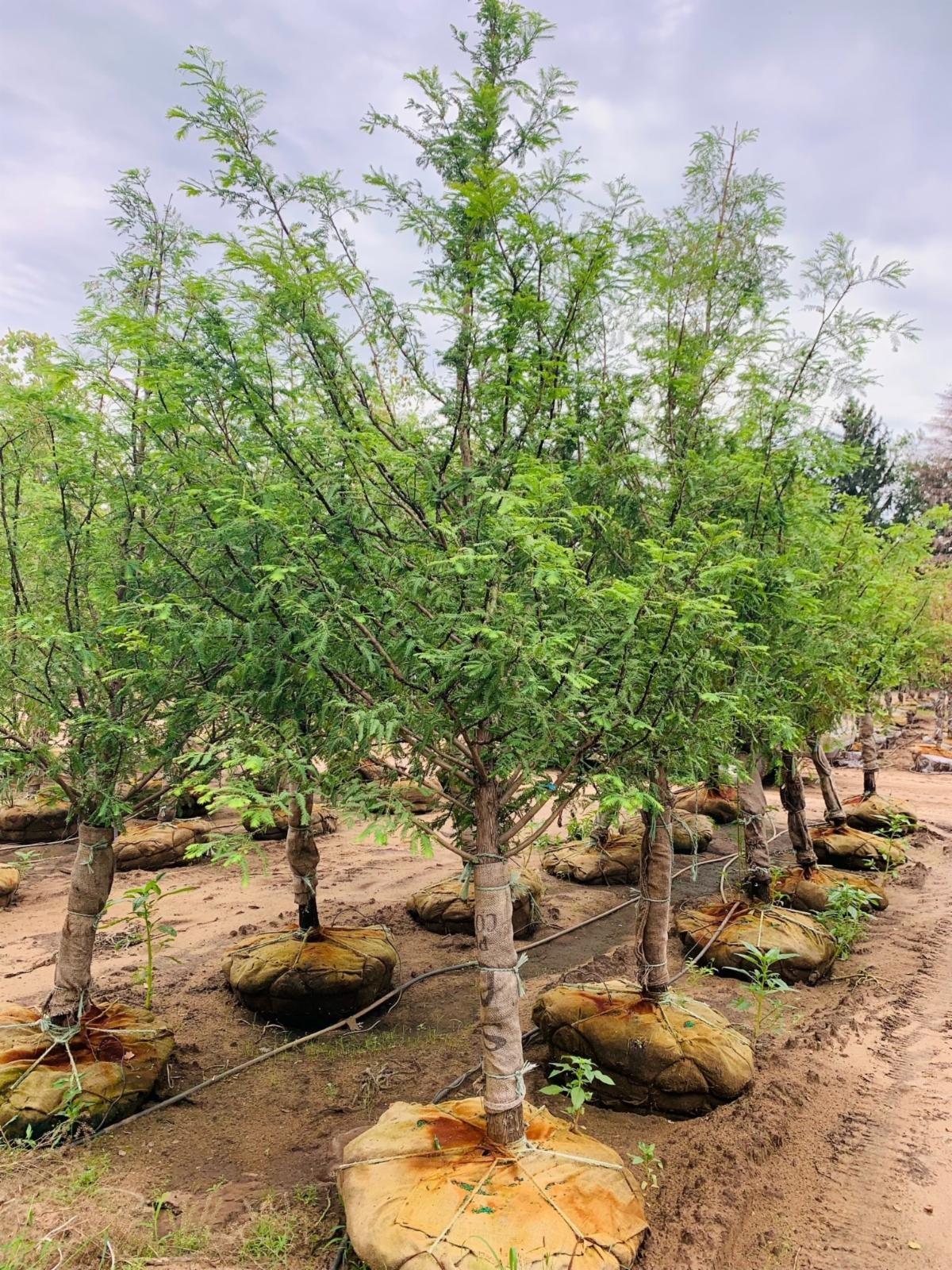 Metasequoia glyptostroboides Dawn Redwood 