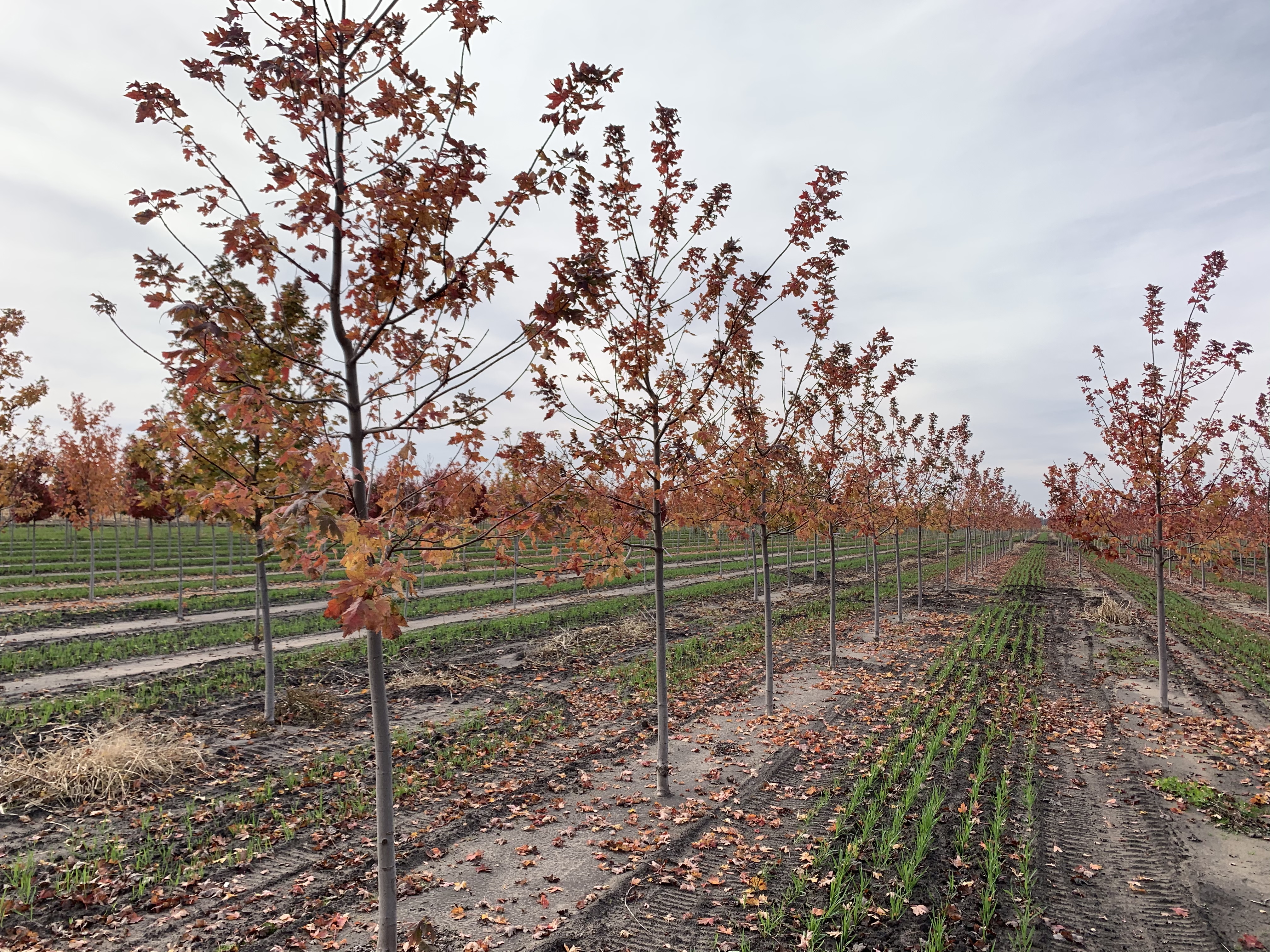 Acer freemanii 'Bailston' Matador™ Maple 