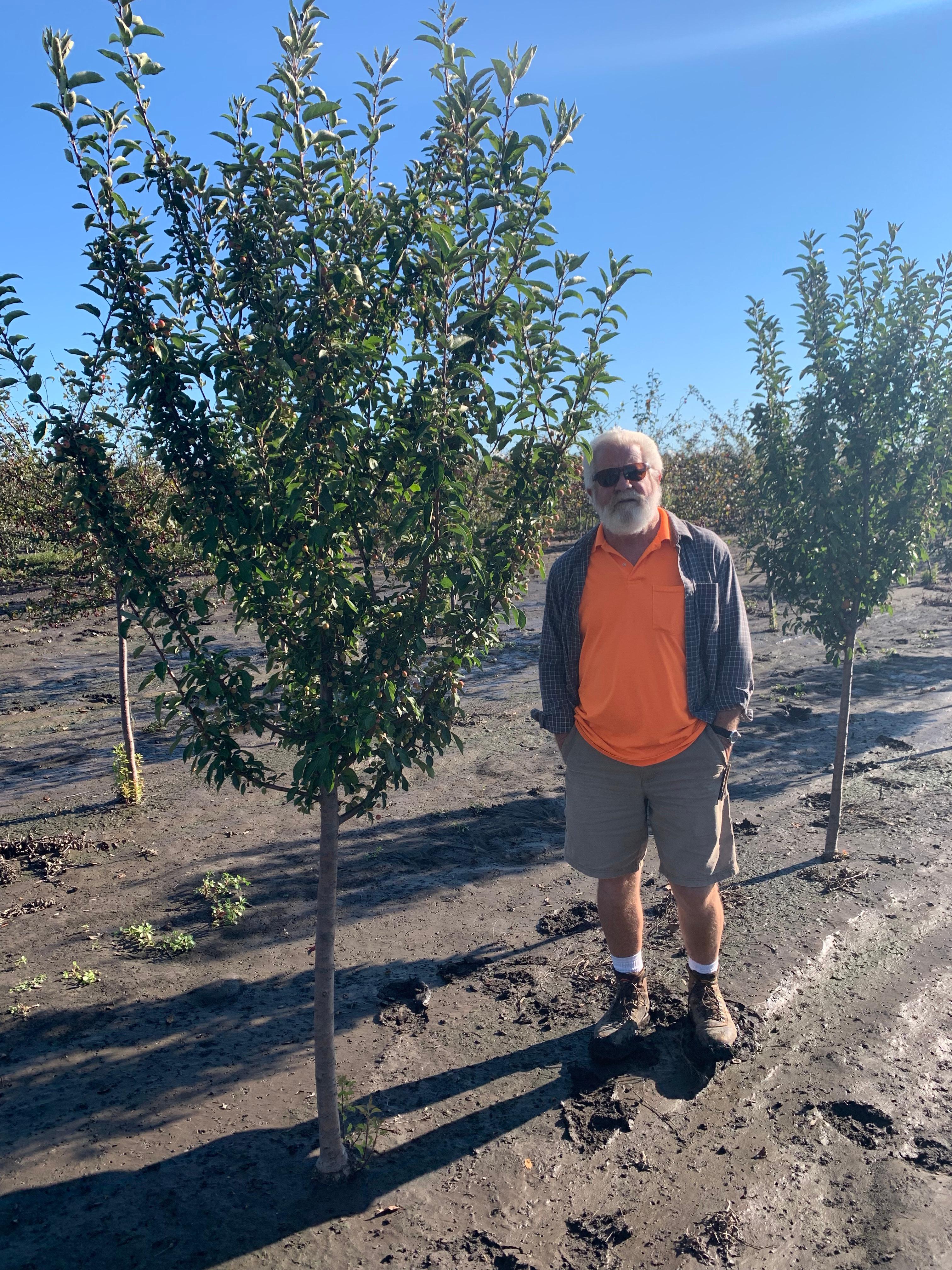 Malus Adirondack Crabapple 