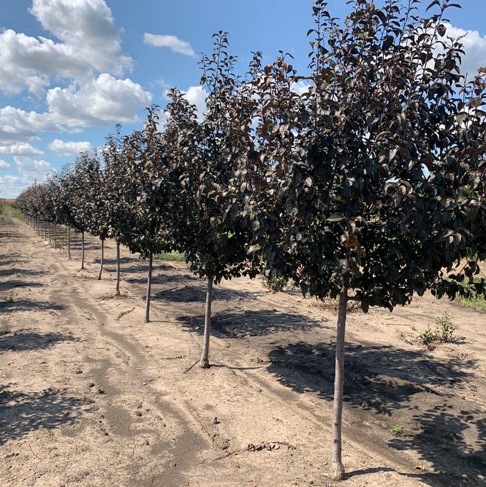 Malus Perfect Purple Crabapple 