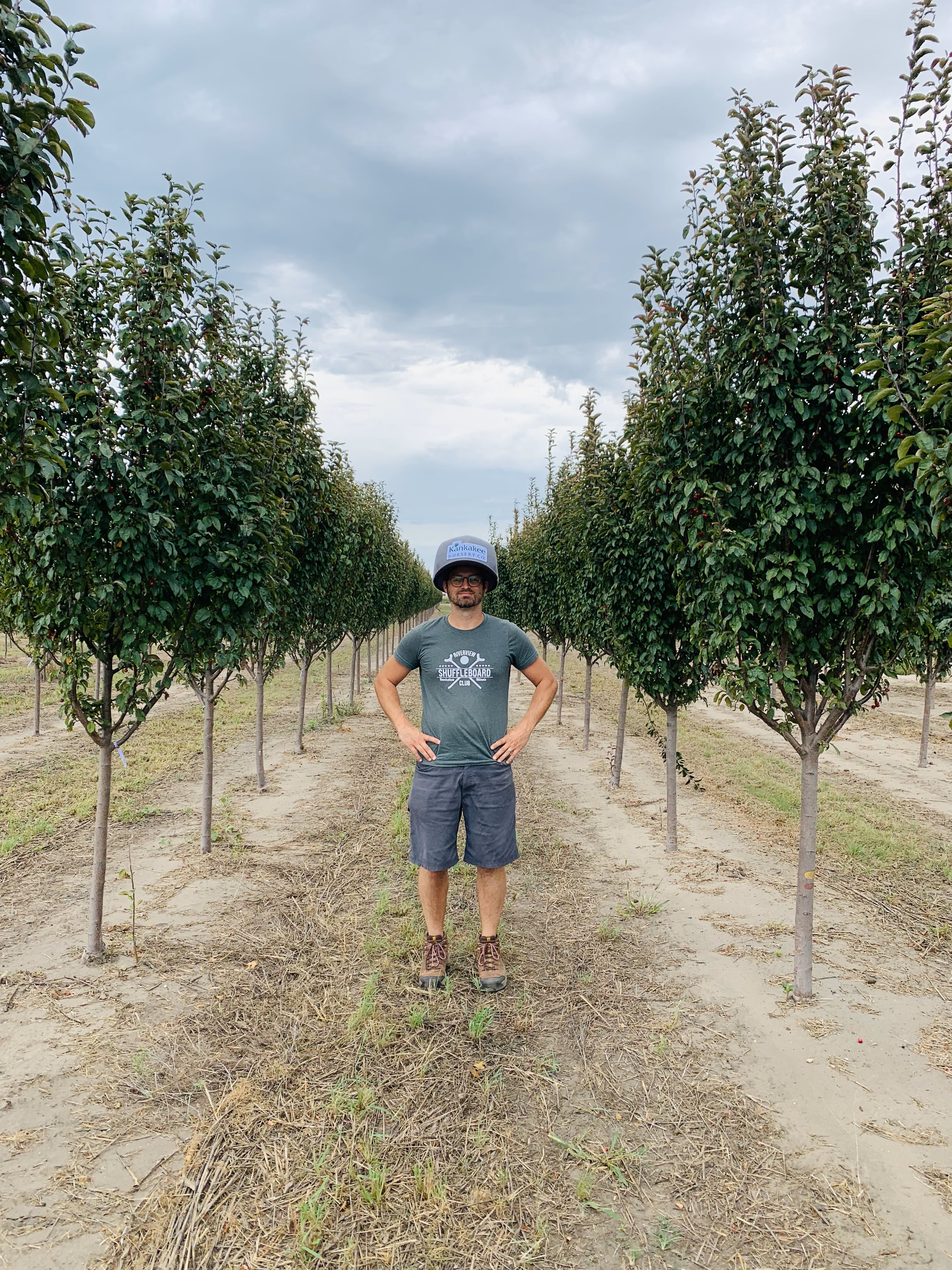 Malus Red Barron Crabapple 