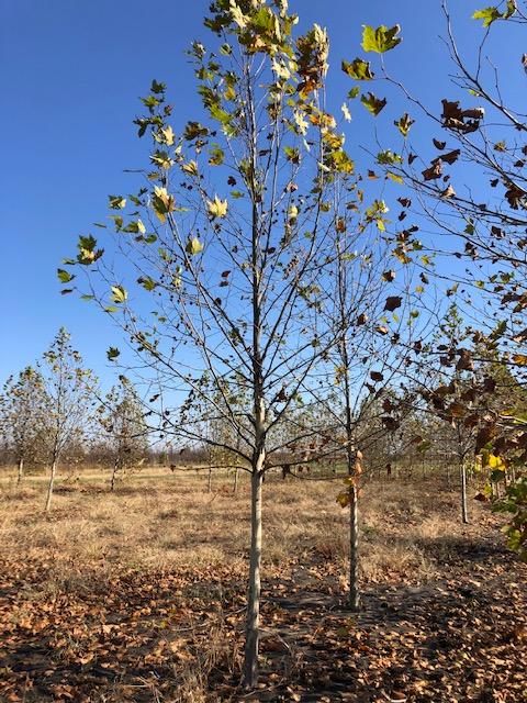 Platanus x acerifolia 'Morton Euclid' Ovation™ 