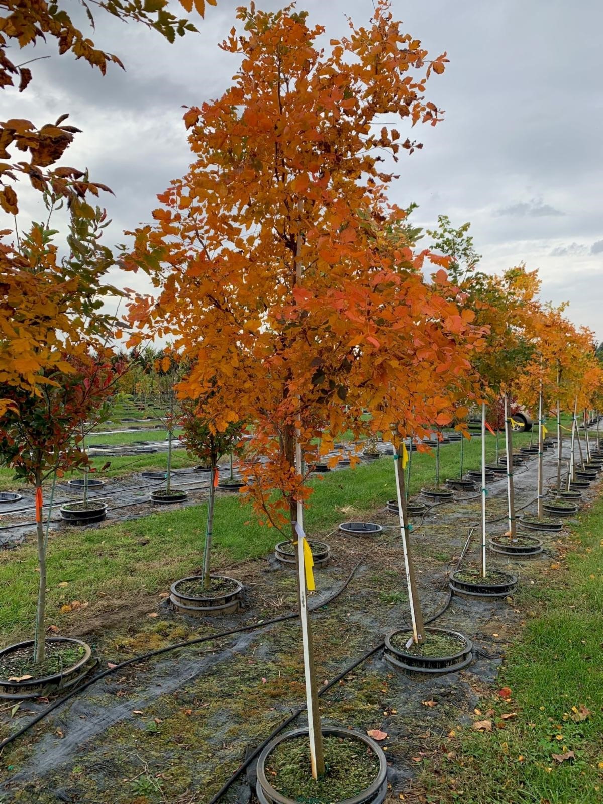 Koelreuteria paniculata 