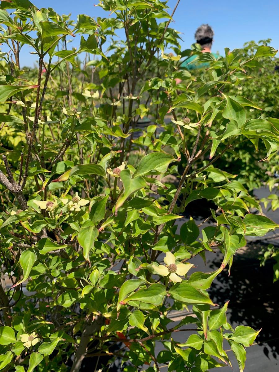 Cornus kousa Dogwood 