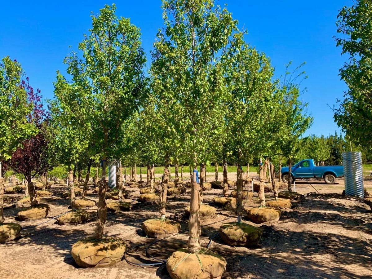 Acer rubrum 'Franksred' <br> Red Sunset® Red Maple JFS 