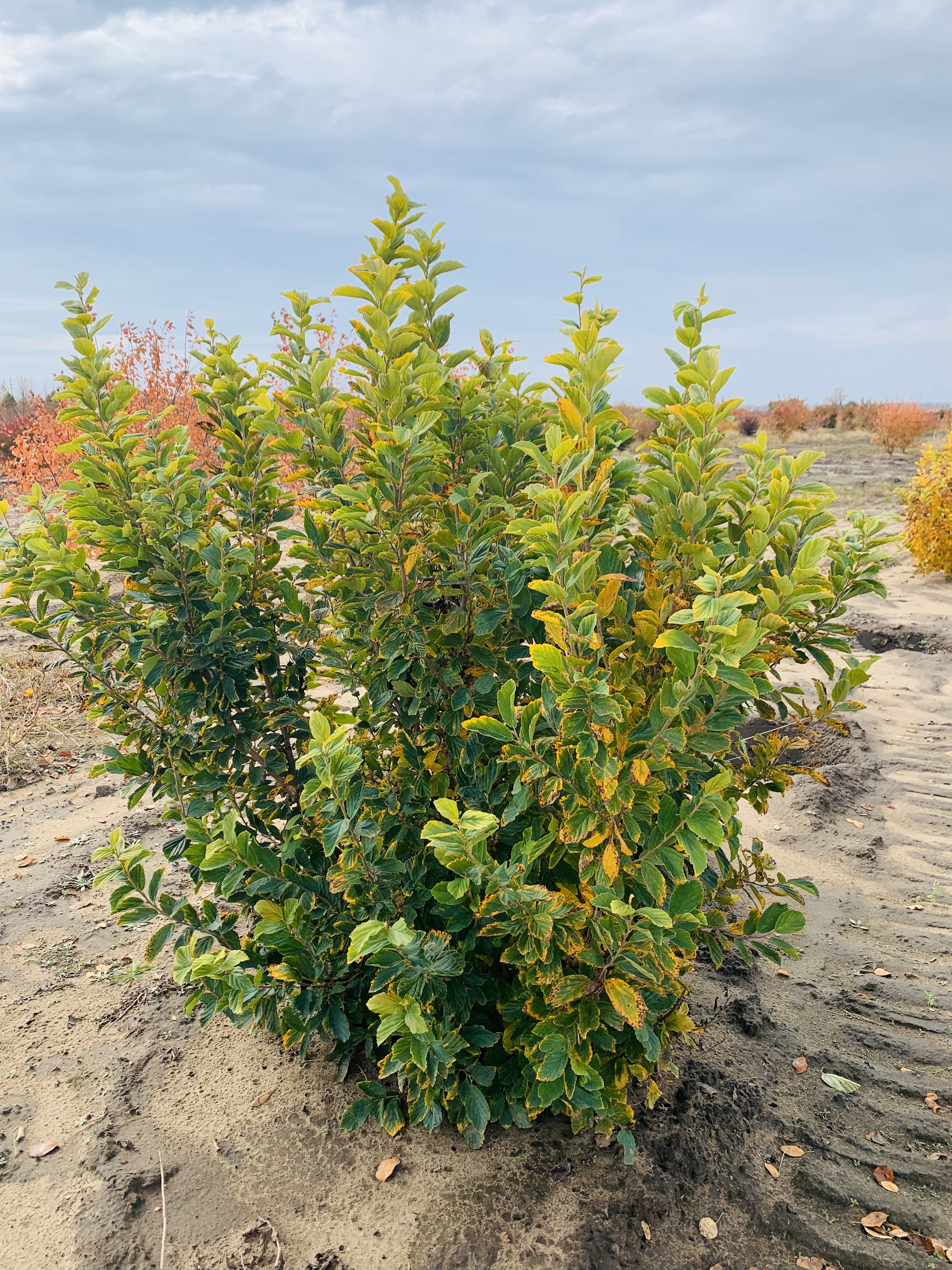 Hamamelis virginiana Common Witchhazel 