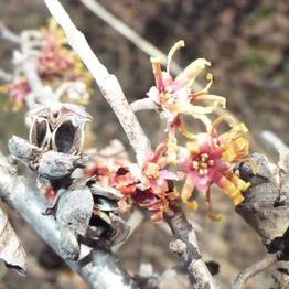 Hamamelis vernalis Vernal Witchhazel 