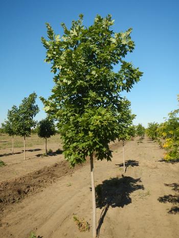 Acer saccharum Commemoration Sugar Maple 