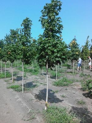 Acer saccharum Green Mountain Sugar Maple 