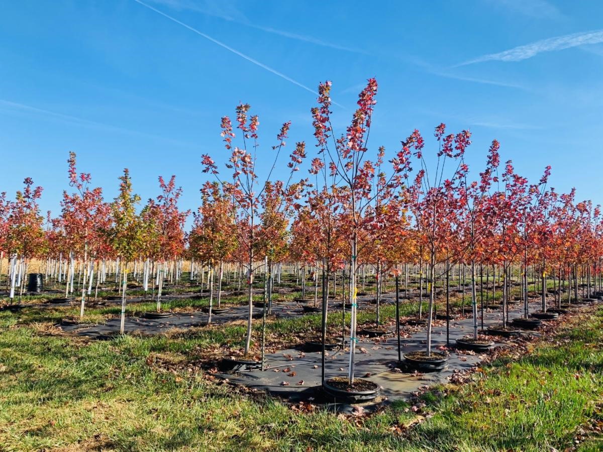 Acer freemanii 'Jeffersred' Autumn Blaze® Maple 