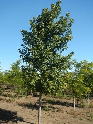 Acer freemanii Marmo Maple 