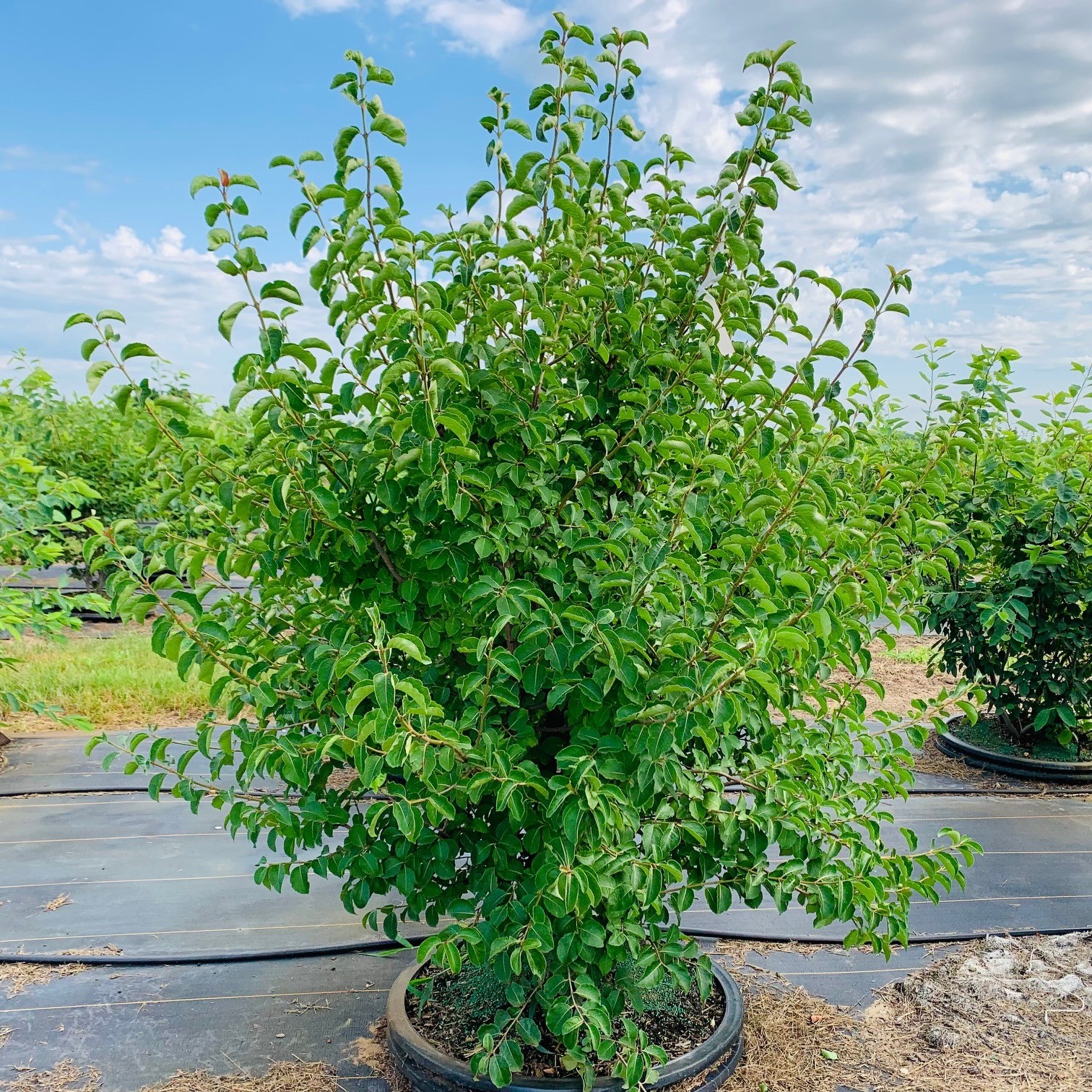 Viburnum prunifolium (Blackhaw Viburnum) 