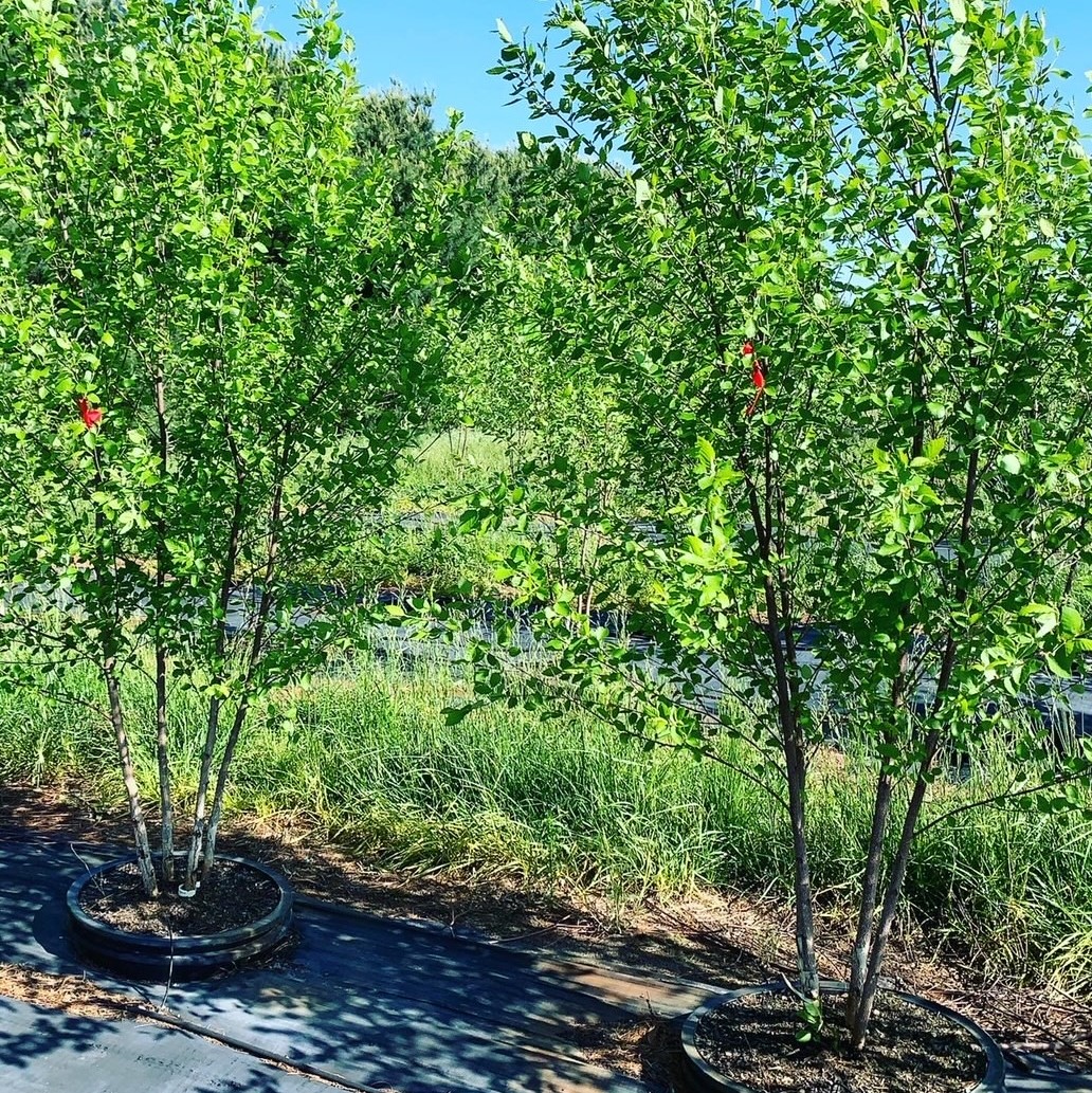 Betula nigra 'Cully' Heritage River Birch 