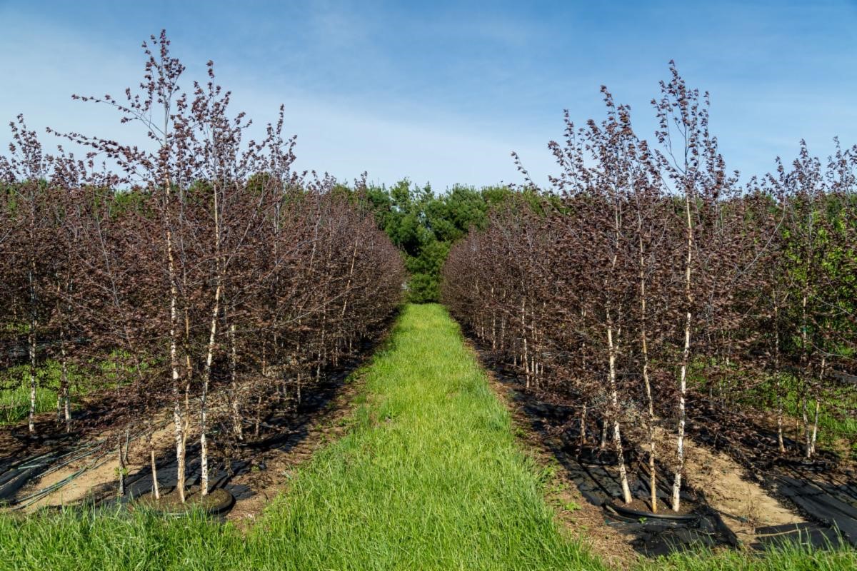 Betula pendula Royal Frost Birch 