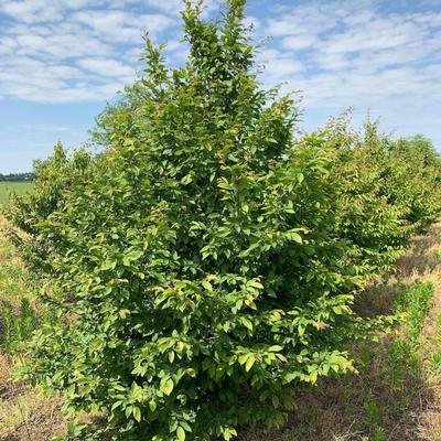 Carpinus caroliniana American Hornbeam 