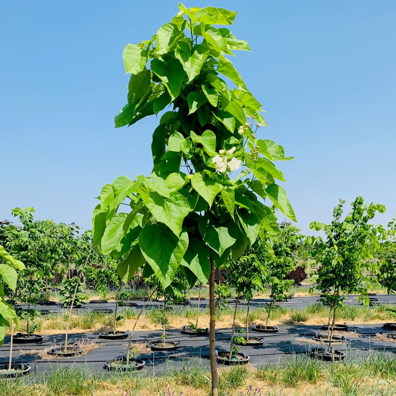 Catalpa speciosa Northern Catalpa 