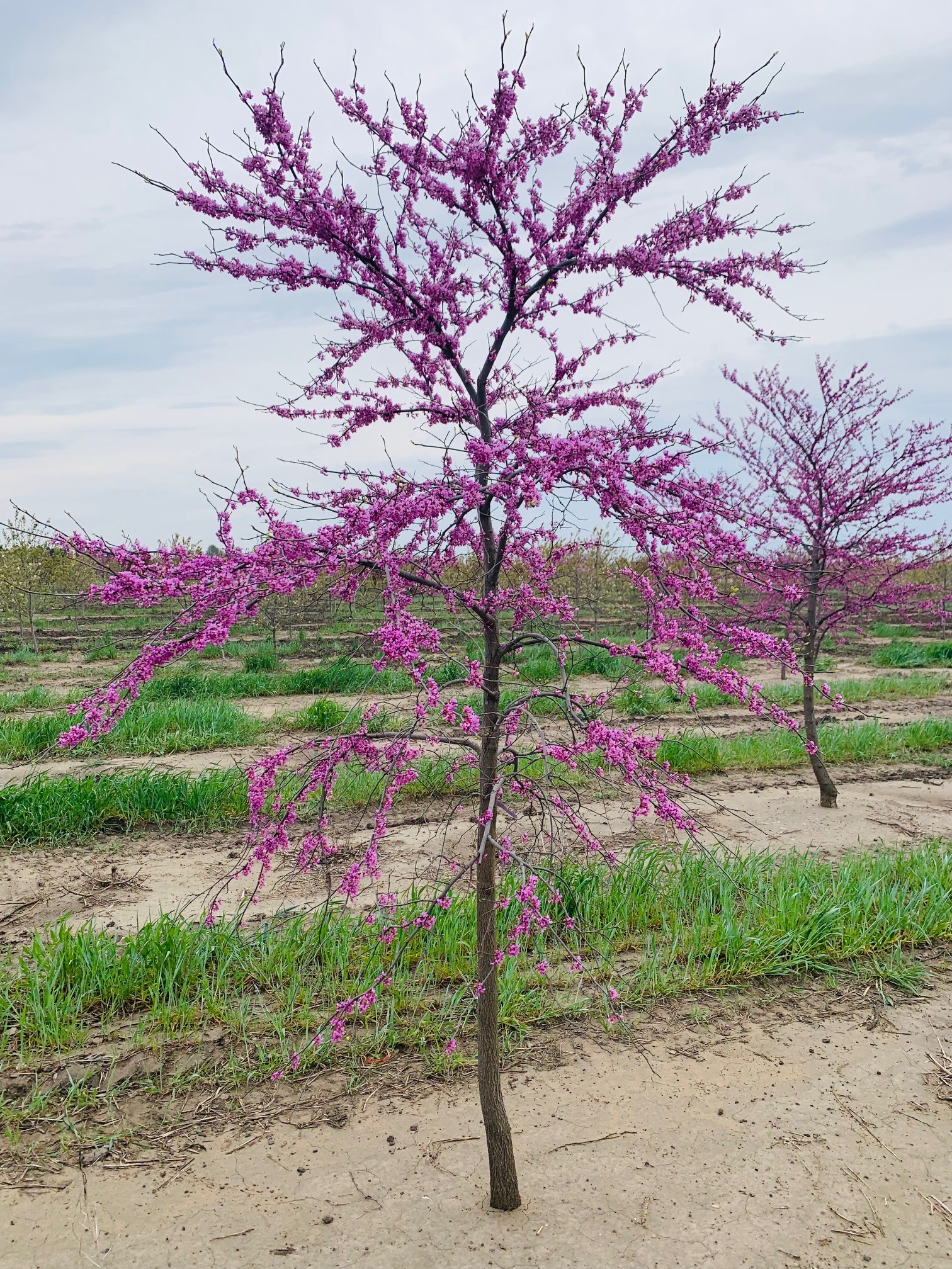 Cercis canadensis Eastern Redbud 