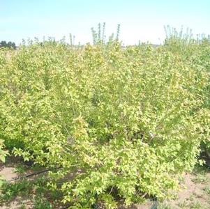 Acer ginnala 'Flame' Amur Maple 