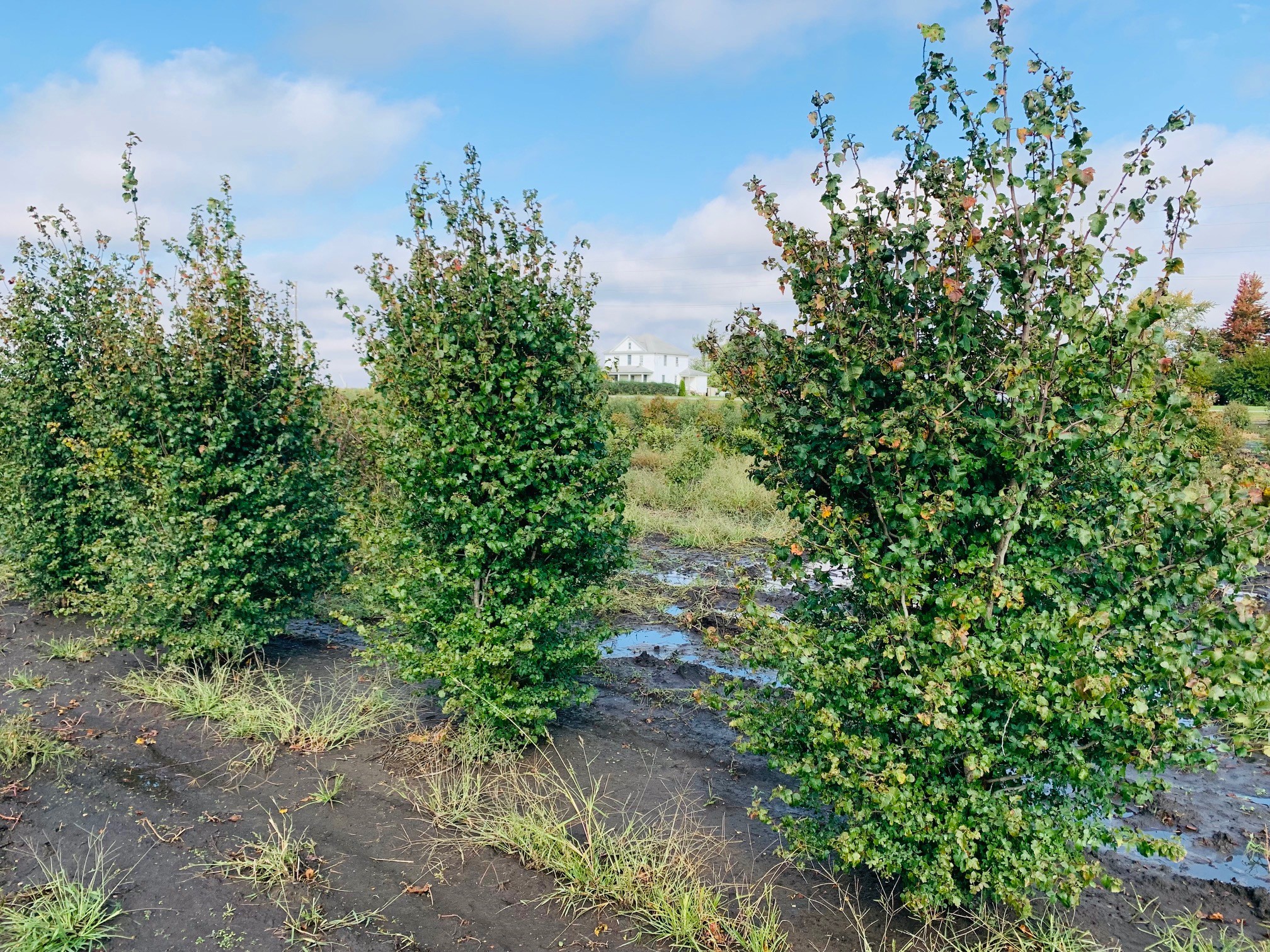 Crataegus phaenopyrum Washington Hawthorn 