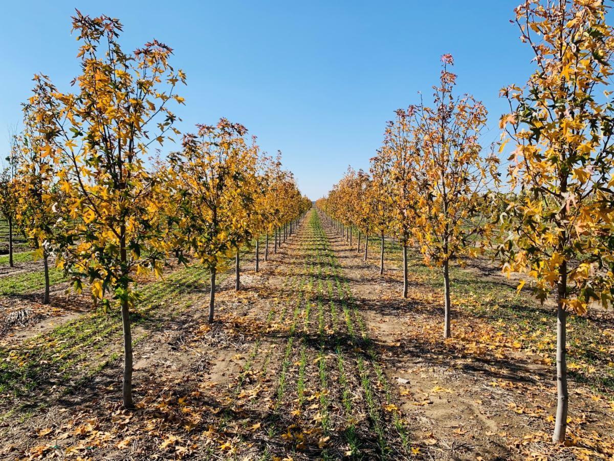 Liquidambar styraciflua 'Worplesdon' Sweetgum 