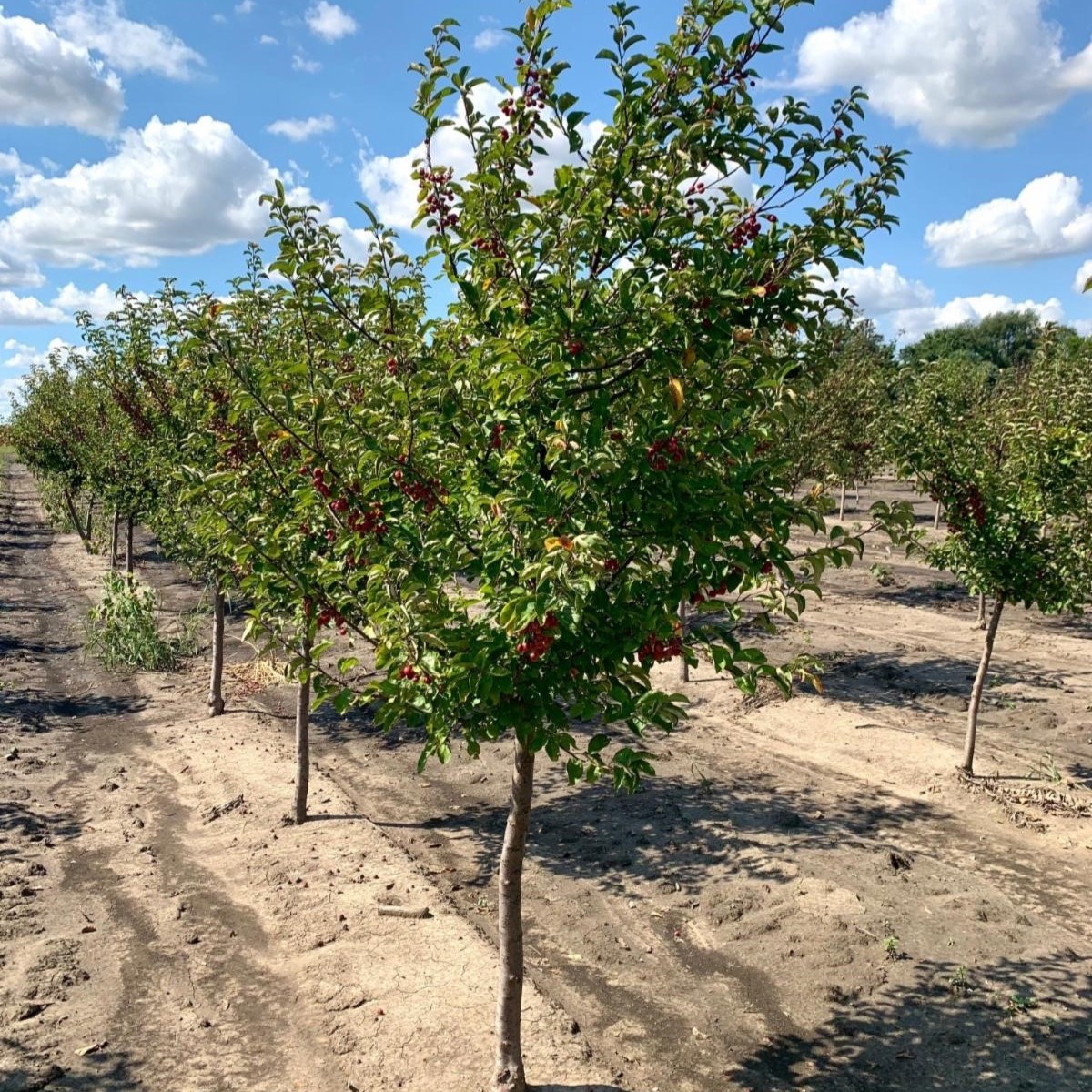 Malus Adams Crabapple 