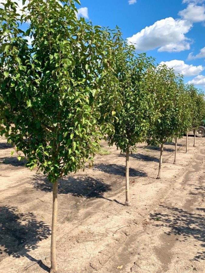 Malus Donald Wyman Crabapple 