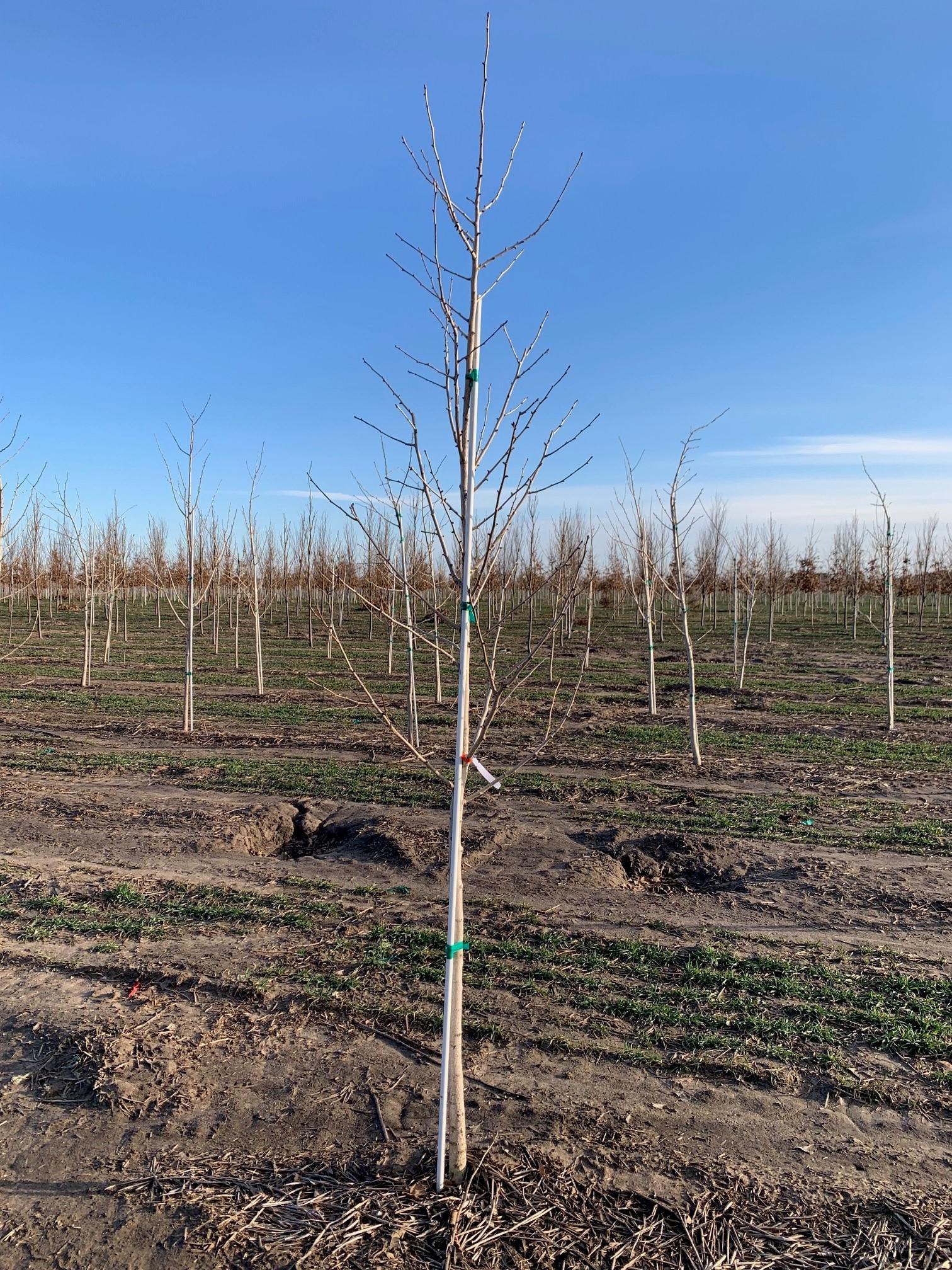 Ginkgo biloba Princeton Sentry Ginkgo 